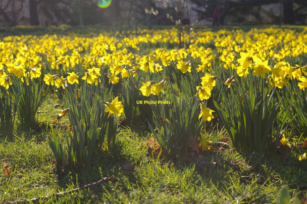 Photo 6"x4" Kew Gardens, daffodils Brentford c2008
