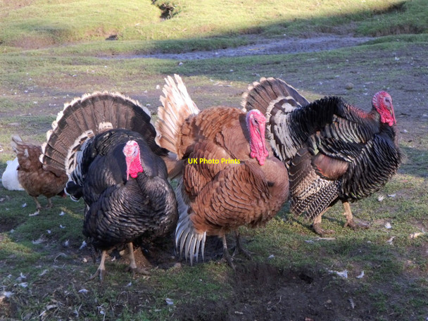 Photo 6"x4" Three turkeys who survived Christmas! Wiston Tea Rooms, West Sussex Hole Street c2011
