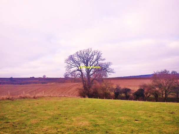 Photo 6"x4" Large Oak Tree Near Windrush Mill #1 Windrush c2011