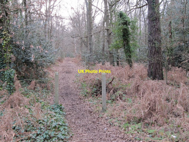 Photo 6"x4" Footpath through the woods Pirbright c2011