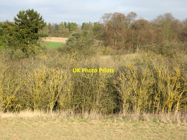 Photo 6"x4" Winter branches at Fleam Dyke Balsam c2011