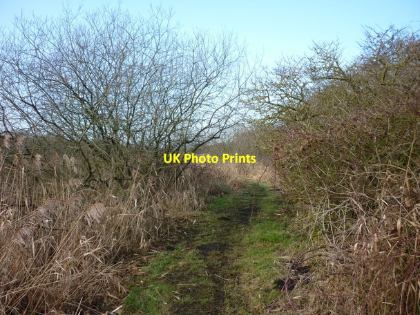 Photo 6"x4" The path on the north side of the Leven canal Aike c2011