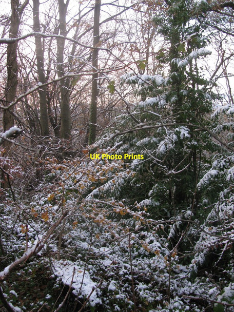 Photo 6"x4" Allt-yr-yn Woods Newport\/Casnewydd c2010