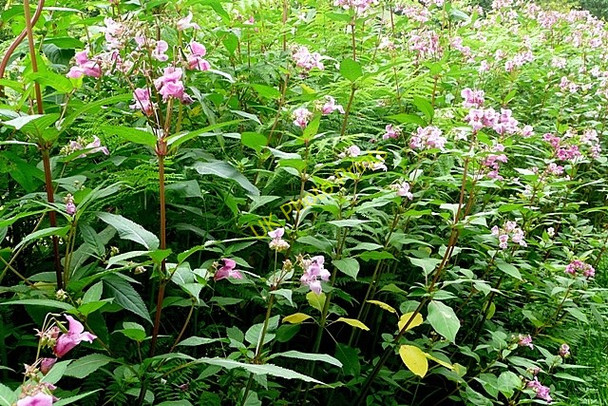 Photo 6"x4" Near Afon Llugwy Capel Curig c2009