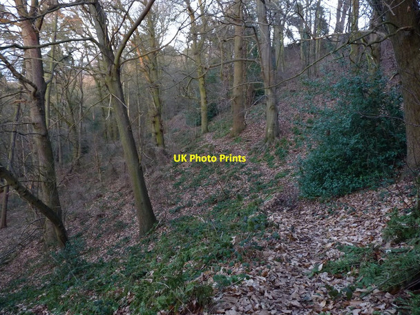 Photo 6"x4" Footpath in the woods Bridgnorth c2011