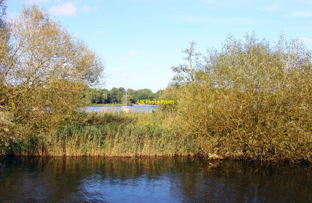 Photo 6"x4" Norfolk reeds by Wroxham Broad Wroxham c2010
