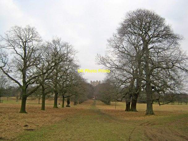 Photo 6"x4" Avenue of trees at Wollaton Park Stapleford\/SK5037 c2011