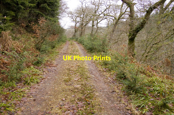 Photo 6"x4" Forest Track near River Nith Enterkinfoot c2011