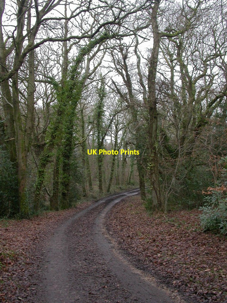 Photo 6"x4" Everton, forestry road Everton\/SZ2994 c2011
