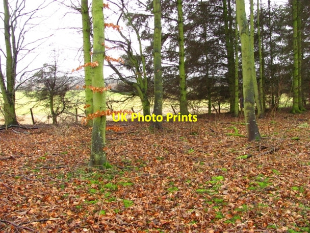 Photo 6"x4" Small wood near Airfield Cousland\/NT3768 c2011