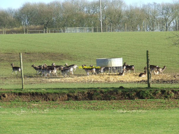 Photo 6"x4" Farmed Deer Denham\/TL7561 c2011