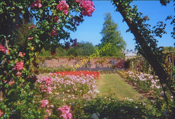 Photo 6"x4" Rose Garden at Polesden Lacey Polesden Lacey c2003
