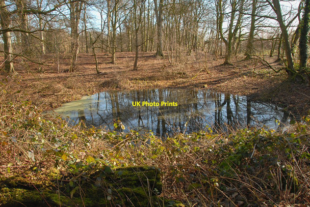 Photo 6"x4" Woodland Pond Northwich c2011