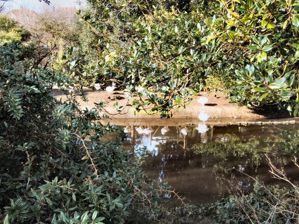 Photo 6"x4" Swans on Queens Park pond Brighton\/TQ3106 c2011