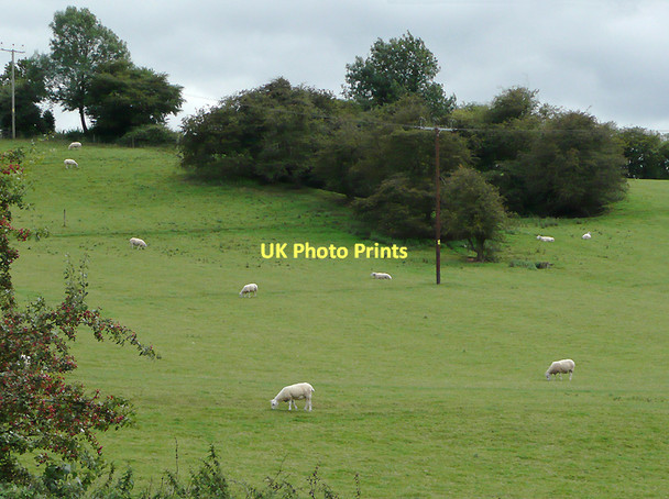 Photo 6"x4" Pasture near Tardebigge, Worcestershire Tardebigge c2010