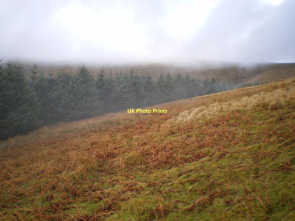 Photo 6"x4" Forest edge above Cwm Ffernol Cwrt\/SH6800 c2011