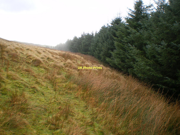 Photo 6"x4" Forest edge above Cwm Ffernol Cwrt\/SH6800 c2011 P1