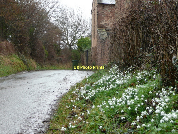 Photo 6"x4" Galanthus nivalis; wild snowdrops Kingstone\/SO6324 c2011