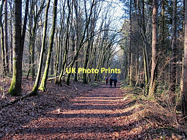 Photo 6"x4" Winter Woodland Durrow c2011