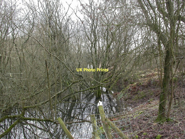 Photo 6"x4" Ellingham, willow carr Ringwood\/SU1505 c2011