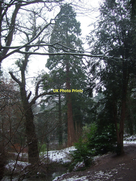 Photo 6"x4" Blaise Castle Estate - Wellingtonia in the snow Coombe Dingle c2009