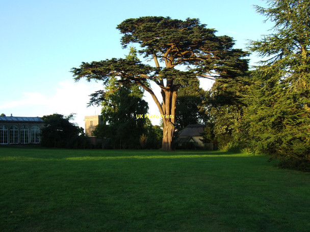 Photo 6"x4" Blaise Castle Estate - notable Cedar of Lebanon by the Dairy Henbury\/ST5678 c2010