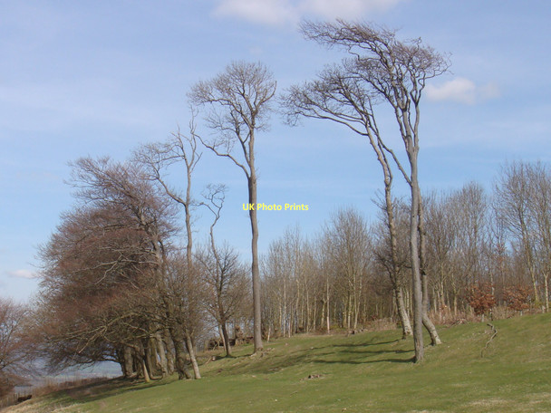 Photo 6"x4" Chanctonbury Ring Washington\/TQ1212 c2010