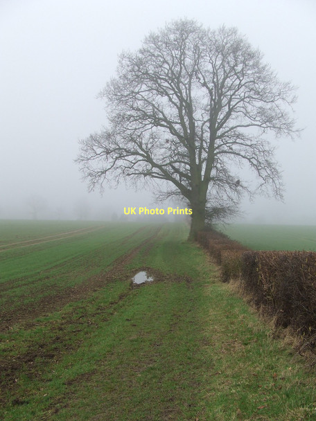 Photo 6"x4" Winter Tree Broad Green\/TL7859 c2011