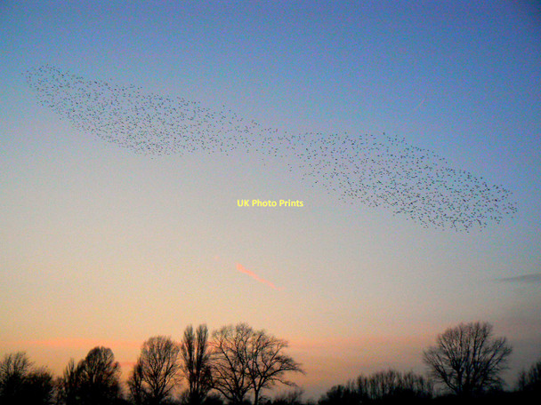 Photo 6"x4" Starlings over Wootton Bassett Road recreation ground, Swindon (5 of 5) Even Swindon c2011