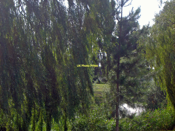 Photo 6"x4" Trees by Brook Road, Borehamwood Borehamwood c2009
