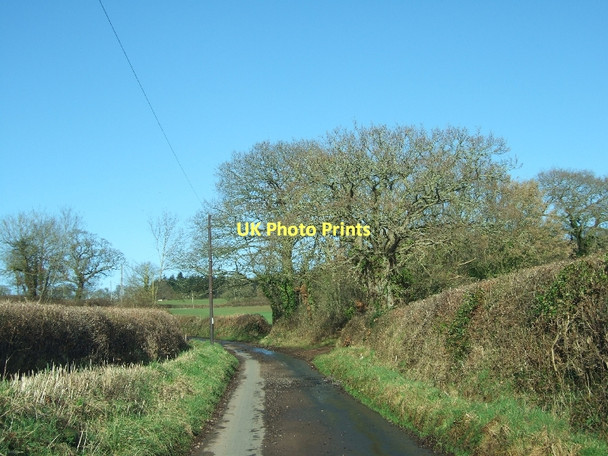 Photo 6"x4" Road to Ashclyst Forest Broadclyst c2011