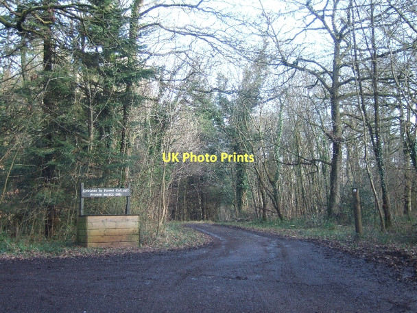 Photo 6"x4" Forest road to forestry cottages Hollis Head c2011