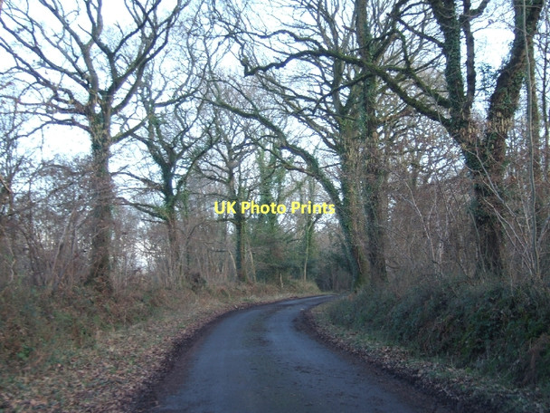 Photo 6"x4" Road through Ashclyst Forest Hollis Head c2011