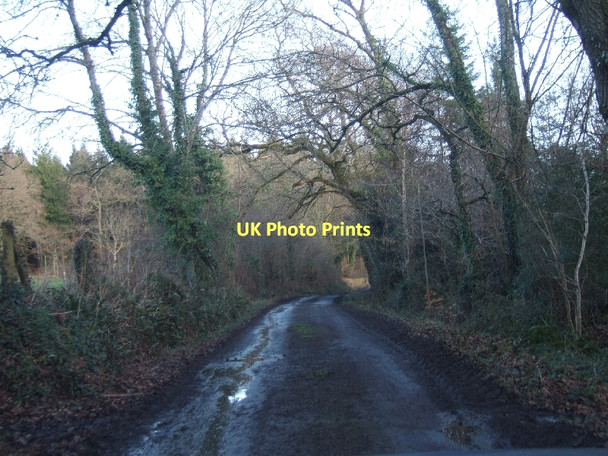 Photo 6"x4" Road to Ashclyst Forest Hollis Head c2011