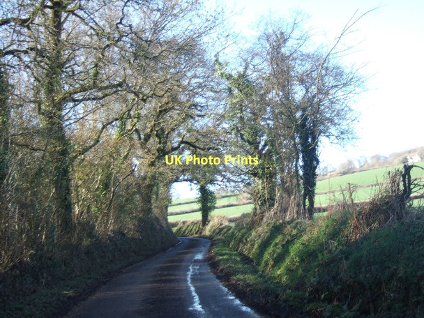 Photo 6"x4" New Road, on the north side of Ashclyst Forest Hollis Head c2011