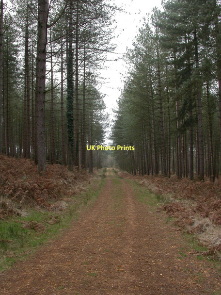 Photo 6"x4" Gotham, forestry road Cripplestyle c2011