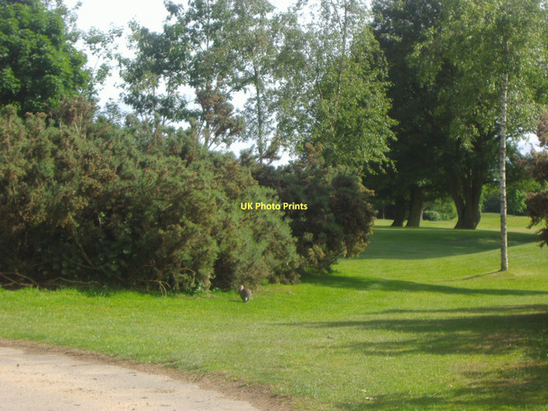 Photo 6"x4" Pyrford golf club with rabbit Ridgway\/TQ0459 c2009