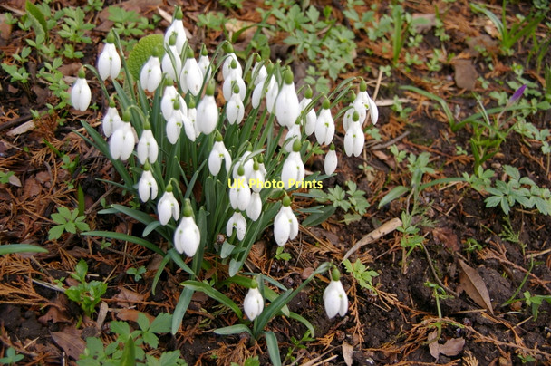 Photo 6"x4" Snowdrops, Myddelton House Gardens, Bulls Cross, Enfield Bulls Cross\/TQ3499 c2011