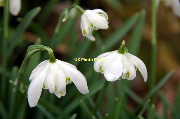 Photo 6"x4" Snowdrops, Myddelton House Garden, Enfield Bulls Cross\/TQ3499 c2011