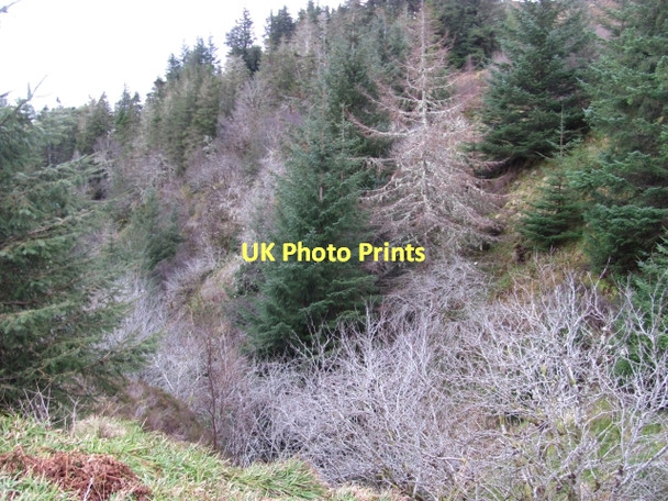 Photo 6"x4" Ratagan Forest Ratagan c2011