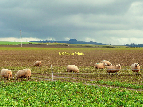 Photo 6"x4" Foraging sheep Bromsash c2011
