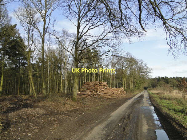Photo 6"x4" Logs ready for transporting at Minque Wood, Rougham Rougham\/TF8320 c2011
