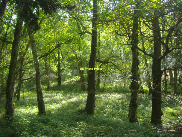 Photo 6"x4" Woods by A287 Churt Crosswater c2009