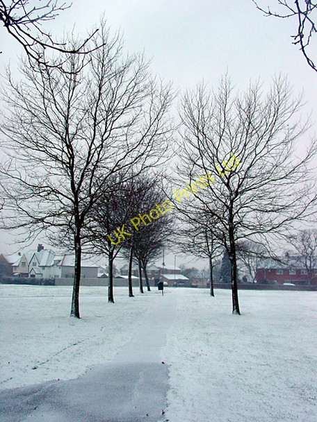 Photo 6"x4" Avenue of small trees along a path Bristol c2006