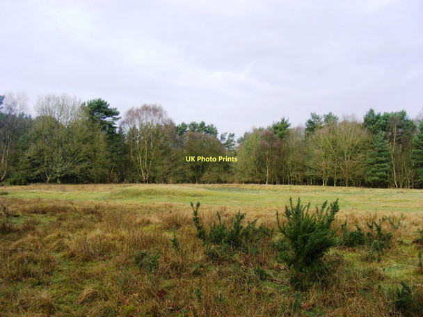 Photo 6"x4" West Stow Heath SSSI Lackford c2011