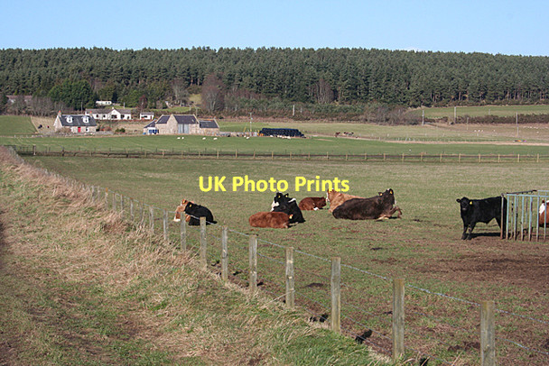 Photo 6"x4" Easter Cloves Alves c2011