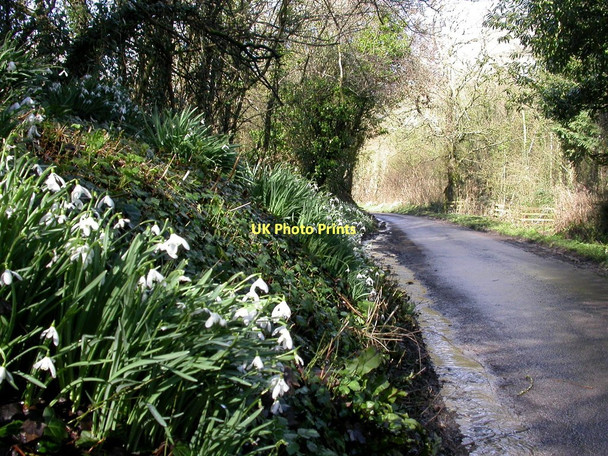 Photo 6"x4" Compton Valence, snowdrops Compton Valence c2011