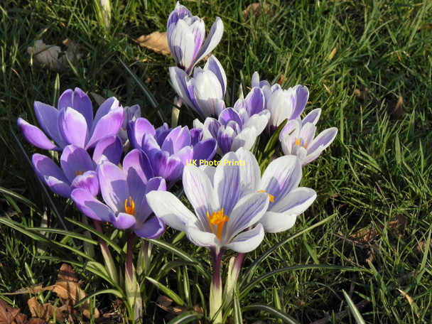 Photo 6"x4" Crocuses On Worsley green Worsley\/SD7401 c2011