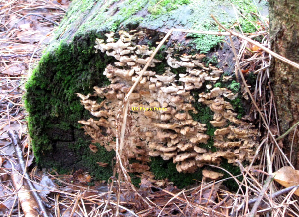 Photo 6"x4" Fungus on the log Hatchmere c2011