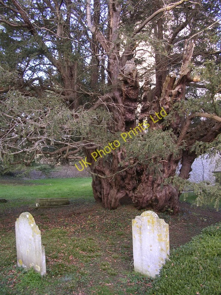 Photo 6"x4" The ancient yew tree in All Saints churchyard, Upper Farringdon Upper Farringdon c2006